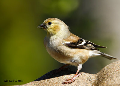 _MG_2784_AmGoldfinch.jpg