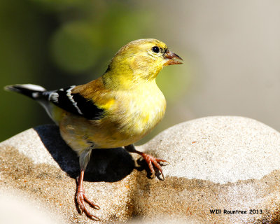 _MG_2801_AmGoldfinch.jpg
