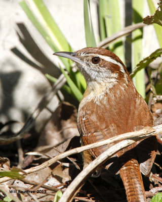 _MG_2830_CarolinaWren.jpg