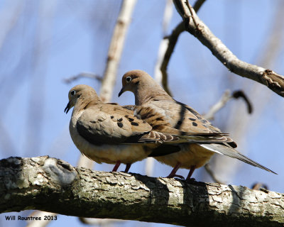 _MG_2935_MourningDove.jpg