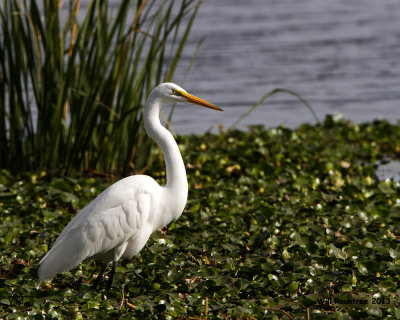 _MG_2991_GreatEgret.jpg
