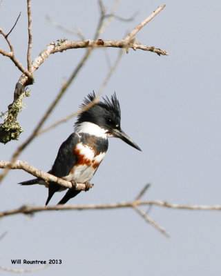 _MG_3034_BeltedKingfisher.jpg