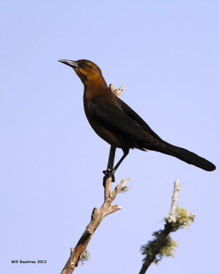 _MG_3087BoattailGrackle.jpg