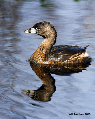 _MG_3165_PiedbillGrebe.jpg