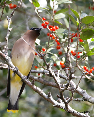 _MG_3359_CedarWaxwing.jpg