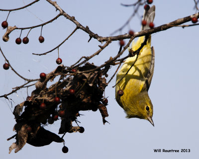 _MG_3297_OcWarbler.jpg