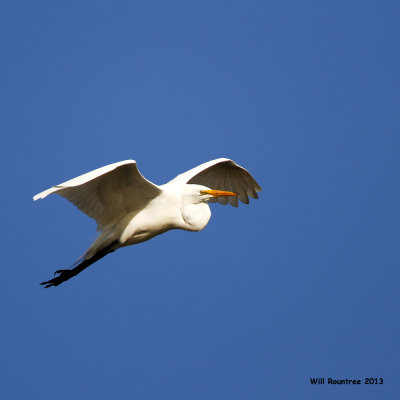 _MG_3464_GreatEgret.jpg