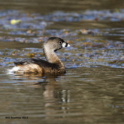 _MG_3614_PiedbillGrebe.jpg