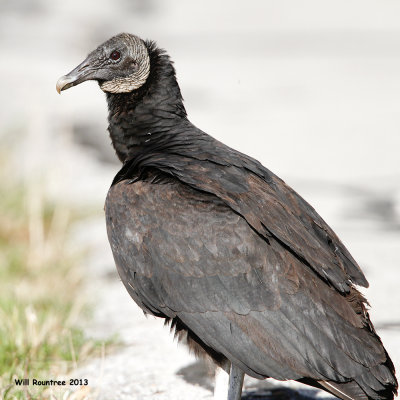 _MG_3732_BlackVulture.jpg