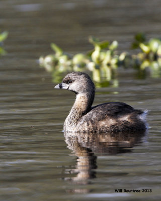 _MG_4020_PiedbillGrebe.jpg