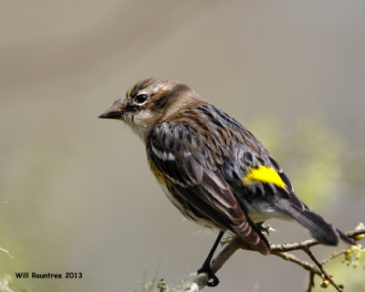 _MG_4312_YellowrumpWarbler.jpg