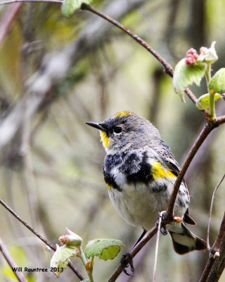 _MG_4318_YellowrumpWarbler.jpg