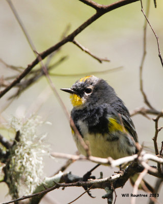 _MG_4337_YellowrumpWarbler.jpg