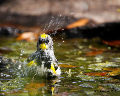 _MG_4395_YellowrumpWarbler_bath.jpg
