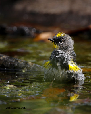 _MG_4399_YellowrumpWarbler_bath.jpg