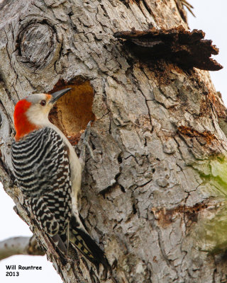 _MG_4507_RedbelliedWoodpecker.jpg