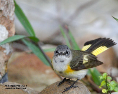 _MG_4635_AmRedstart.jpg