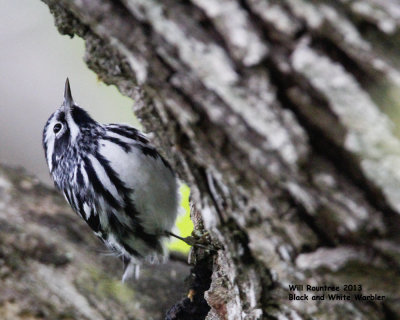 _MG_4696_BlkWhtWarb.jpg