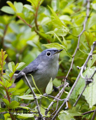 _MG_4705_BluegrayGnatcatcher.jpg