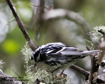 _MG_4750_BlkWhtWarb.jpg