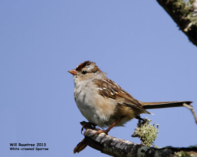 _MG_4813_WhitecrownSparrow.jpg