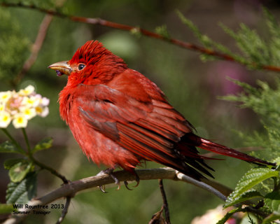 _MG_4822_SummerTanager.jpg