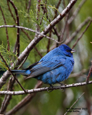 _MG_4830_IndigoBunting.jpg