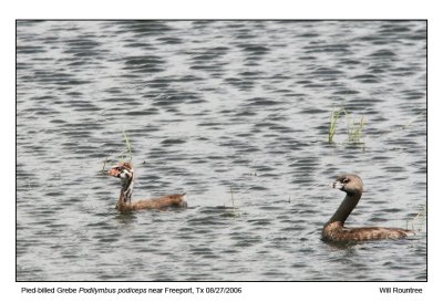 IMG_2822_PbillGrebe_12x72.jpg