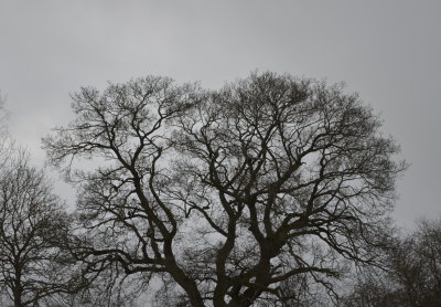 tree1.jpg