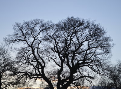 tree2.jpg