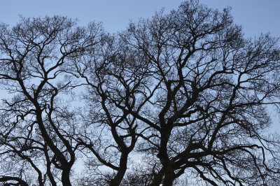 tree3.jpg