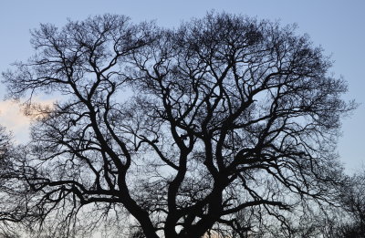 tree4.jpg