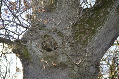 tree_1.JPG