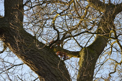 tree_2.JPG