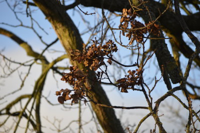 tree_3.JPG