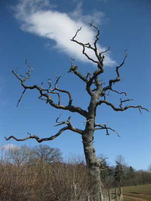 deadtree.jpg