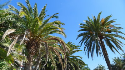 Gran Canaria