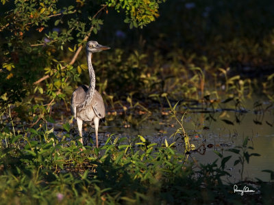 Grey Heron (Ardea cinerea, migrant) 

Habitat - Uncommon in wetlands. 

Shooting info - Bauang, La Union, Philippines, 7D + 500 f4 IS + Canon 1.4x TC II, bean bag,
700 mm, f/6.3, ISO 200, 1/640 sec, manual exposure in available light.

