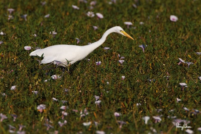 Intermediate Egret (Egretta intermedia, migrant) 

Habitat - Fresh water marshes, ricefields and tidal flats. 

Shooting info - Bauang, La Union, Philippines, EOS 7D + 500 f4 IS + Canon 1.4x TC II, 
700 mm, f/7.1, ISO 200, bean bag, manual exposure in available light.
