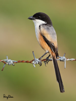 Long-tailed Shrike (Lanius schach, resident) 

Habitat - Open country and scrub. 

Shooting Info - Naguituban, San Juan, La Union, Philippines, January 26, 2013, Canon 7D + 500 f4 L IS + Canon 1.4x II, 
700 mm, ISO 160, 1/250 sec, f/7.1, manual exposure in available light, bean bag, near full frame.
