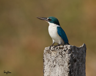 Collared Kingfisher (Todiramphus chloris, resident) 

Habitat: Coastal areas to open country, but seldom in forest 

Shooting Info - Naguituban, San Juan, La Union, Philippines, January 26, 2013, Canon 7D + 500 f4 L IS + Canon 1.4x II, 
700 mm, ISO 160, 1/640 sec, f/7.1, manual exposure in available light, bean bag, near full frame.
