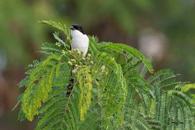 Long-tailed Shrike (Lanius schach, resident) 

Habitat - Open country and scrub. 

Shooting Info - Naguituban, San Juan, La Union, Philippines, January 26, 2013, Canon 7D + 500 f4 L IS + Canon 1.4x II, 
700 mm, ISO 800, 1/640 sec, f/8, manual exposure in available light, bean bag, near full frame. 
