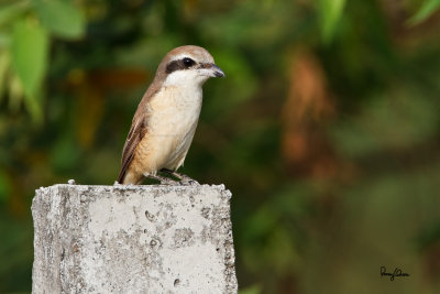 Brown Shrike (Lanius cristatus, female, migrant) 

Habitat - Common in all habitats at all elevations. 

Shooting Info - Naguituban, San Juan, La Union, Philippines, January 26, 2013, Canon 7D + 500 f4 L IS + Canon 1.4x II, 
700 mm, ISO 200, 1/400 sec, f/7.1, manual exposure in available light, bean bag, near full frame. 