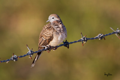 Zebra Dove (Geopelia striata, resident)
Habitat: Common in open country, cultivated areas and gardens.
Shooting Info - Naguituban, San Juan, La Union, Philippines, January 30, 2013, Canon 7D + 500 f4 L IS + Canon 1.4x II,
700 mm, ISO 160, 1/320 sec, f/7.1, manual exposure in available light, bean bag, near full frame.