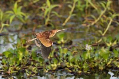 Yellow Bittern (Ixobrychus sinensis, resident) 

Habitat - Freshwater wetlands. 

Shooting Info - Candaba wetlands, Pampanga, Philippines, March 26, 2013, 1D M4 + 500 f4 IS + 1.4x TC II, 700 mm, 
f/6.3, ISO 1600, 1/1600 sec, 475B/516 support, manual exposure in available light.