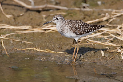 Wood Sandpiper (Tringa glareola, migrant) 

Habitat - Exposed shores of marshes, ponds and in ricefields. 

Shooting Info - Candaba wetlands, Pampanga, Philippines, March 26, 2013, 1D M4 + 500 f4 IS + 1.4x TC II, 700 mm, 
f/7.1, ISO 200, 1/640 sec, bean bag, manual exposure in available light.