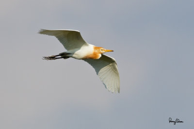 Cattle Egret (Bubulcus ibis, resident/migrant, breeding plumage) 

Habitat: Pastures, ricefields and marshes. 

Shooting info - San Juan, La Union, April 27, 2013, 1D MIV + 500 f4 IS + Canon 1.4x TC II, 
700 mm, f/7.1, ISO 640, 1/2500 sec, 475B/516 support, manual exposure in available light.