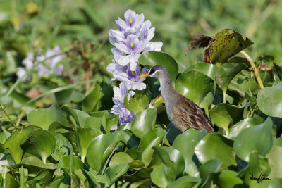 White-browed Crake (Porzana cinerea ocularis, endemic race)
Habitat - Wide variety of wetlands from ricefields to tidal marshes and edges to lakes.
Shooting info - San Juan, La Union, April 28, 2013, 1D MIV + 500 f4 IS + Canon 1.4x TC II,
700 mm, f/7.1, ISO 640, 1/1250 sec, 475B/516 support, manual exposure in available light.