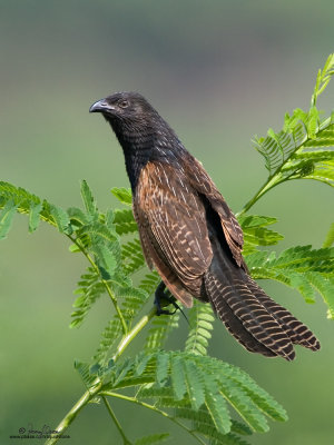 Lesser Coucal 

Scientific name - Centropus bengalensis 

Habitat - Grassland and open country. 

[20D + 500 f4 IS + Canon 1.4x TC, hand held]