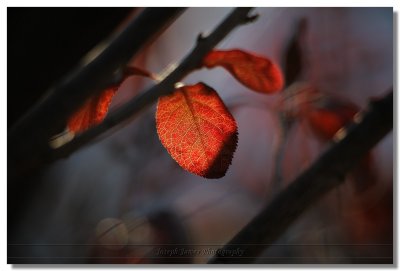 20121103 -- 172008 -- Canon 5D + 200 / 2.8L + extension tubes @ f/2.8, 1/160, ISO 200